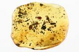 Two Detailed Fossil Ants (Formicidae) In Baltic Amber #381493-1
